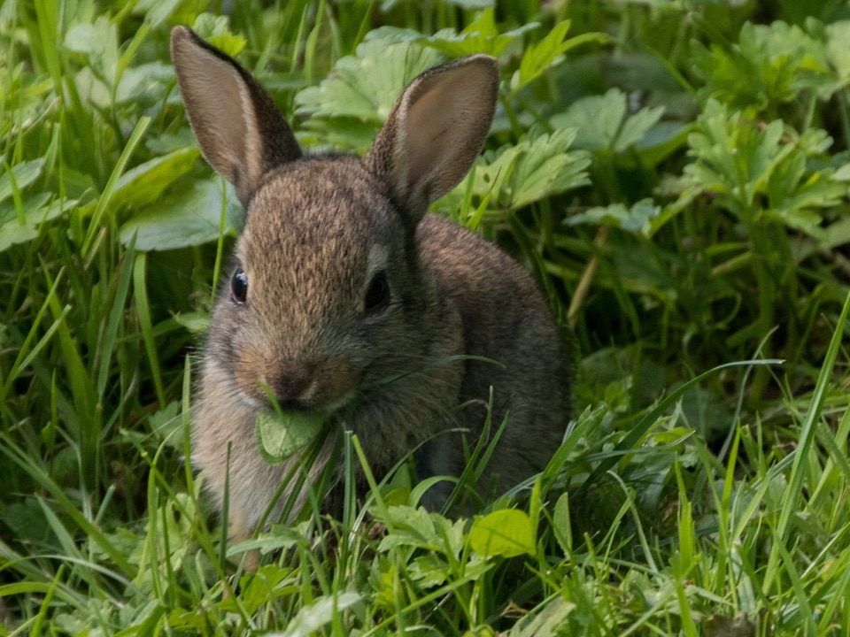 Kaninchen die Gras, frische Kräuter … fressen