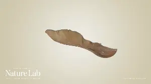 Maple Tree Seed 3D Model