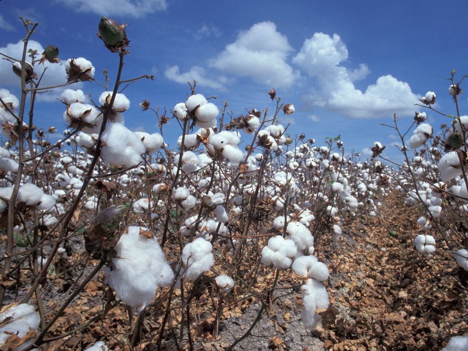 Baumwollfeld