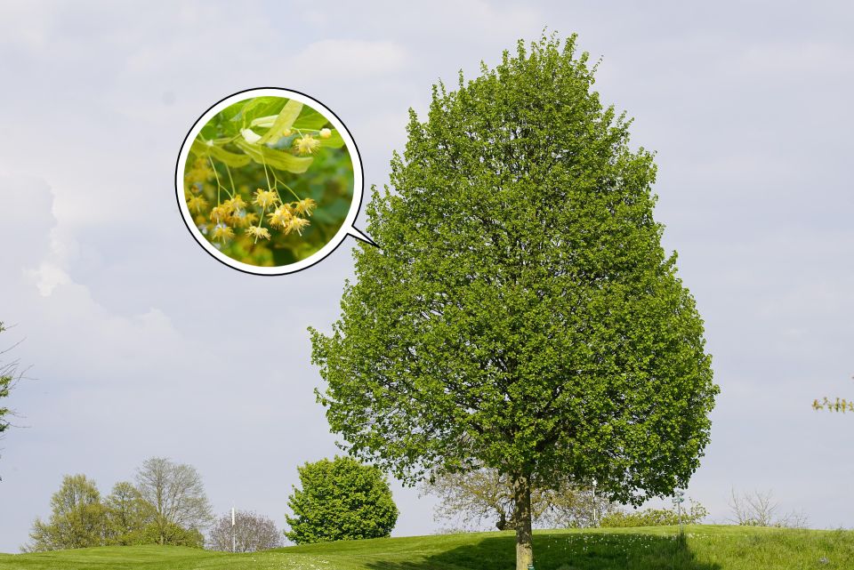 Abbildung einer Sommerlinde