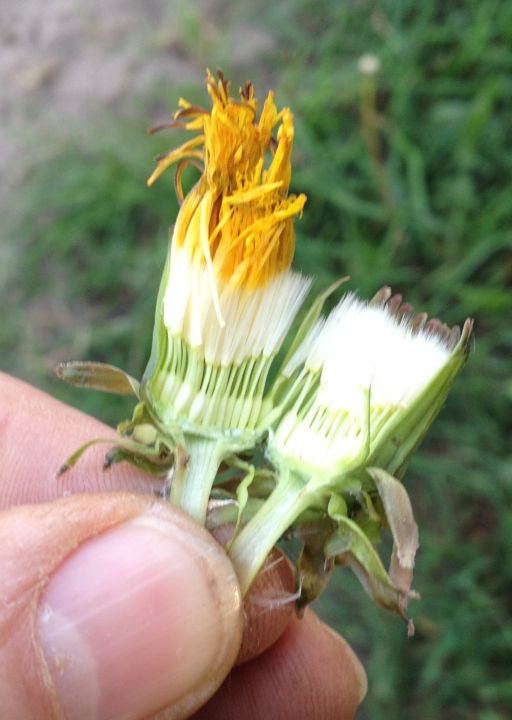 aufgeschnittener Löwenzahn 