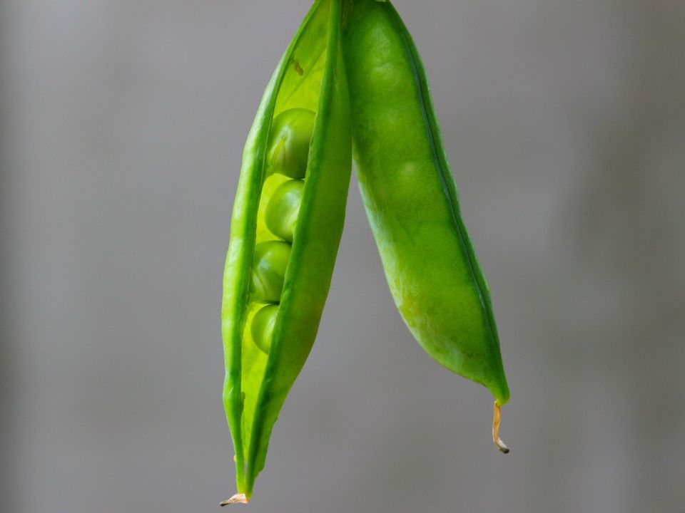 Erbsen