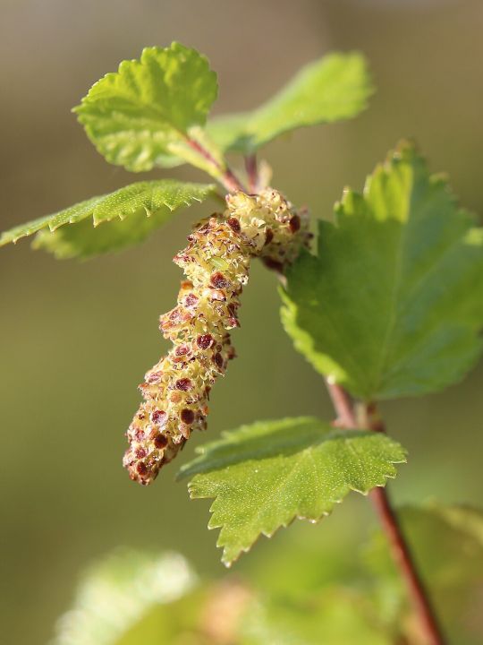 Männliche Blüten einer Moor-Birke