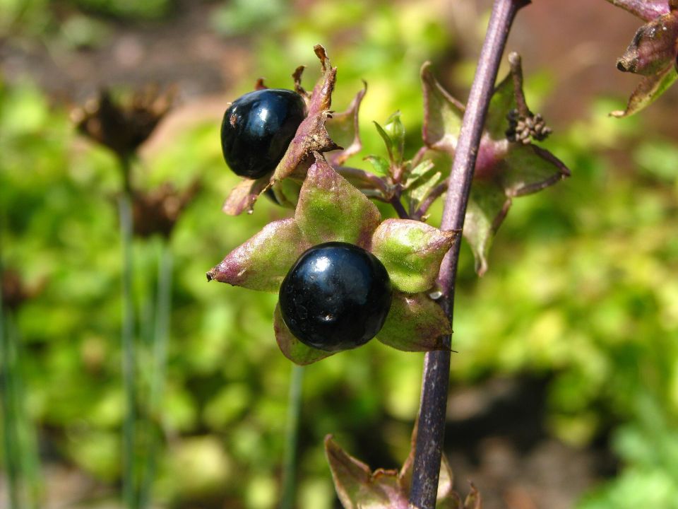 Schwarze Tollkirsche