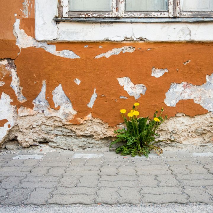 Löwenzahn an Hausmauer