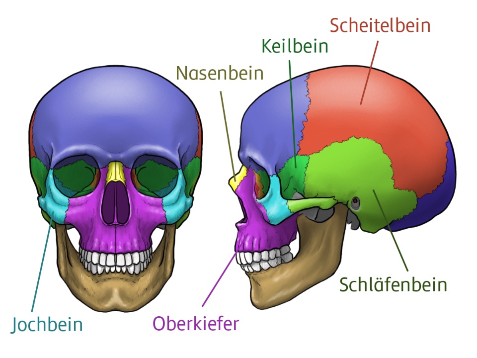 Grafisch dargestellte paarige Schädelknochen, Frontansicht und Seitenansicht mit farblich eingezeichneten Bereichen.