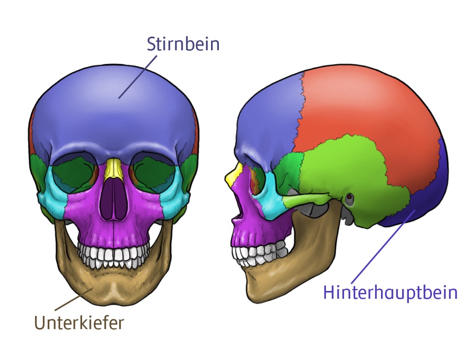 Grafisch dargestellte unpaarige Schädelknochen, Frontansicht und Seitenansicht mit farblich eingezeichneten Bereichen.