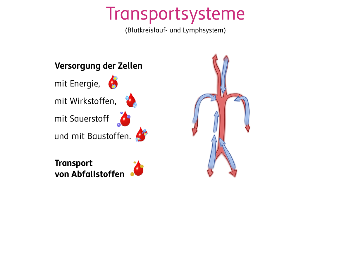 Die Transportsysteme (Blutkreislauf und Lymphsystem) versorgen die Zellen im Körper mit Energie, Wirkstoffen, Sauerstoff und Baustoffen und sorgen für den Transport von Abfallstoffen.