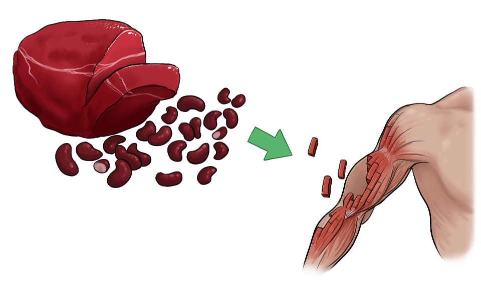 Eiweiße aus Bohnen oder Fleisch sind notwendig für den Muskelaufbau.