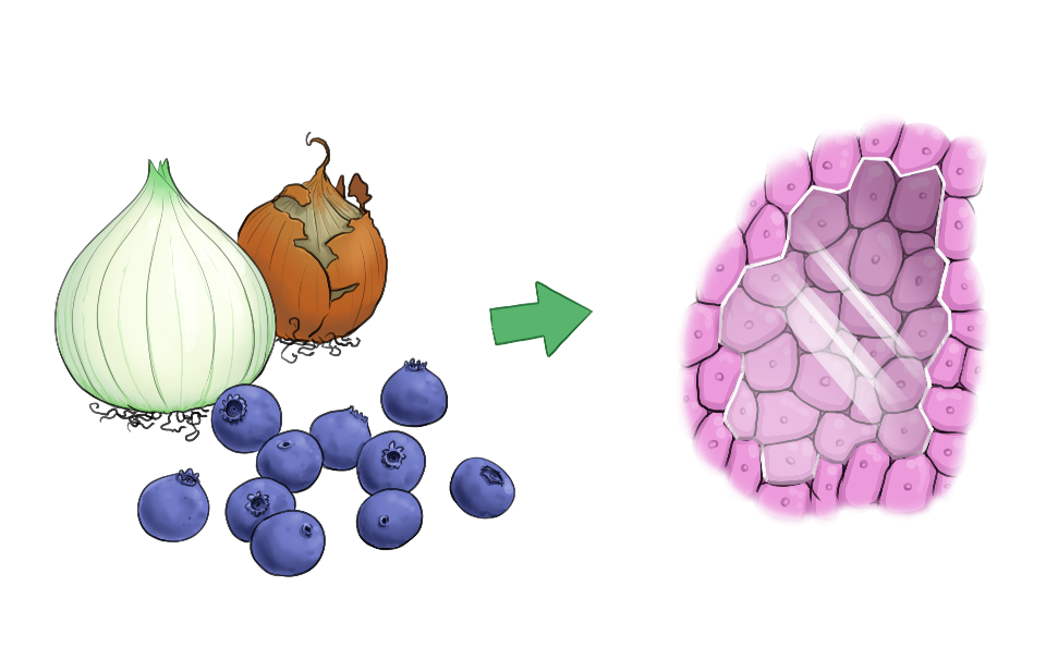 Sekundäre Pflanzenstoffe in Zwiebeln und Blaubeeren helfen beim Schutz der Zellen im Körper.