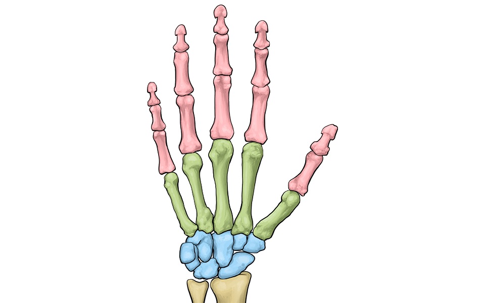 Grafisch dargestellte Skeletthand mit farblich - in blau, grün und rosa - markierten Handwurzel-  Mittelhand- und Fingerknochen. 