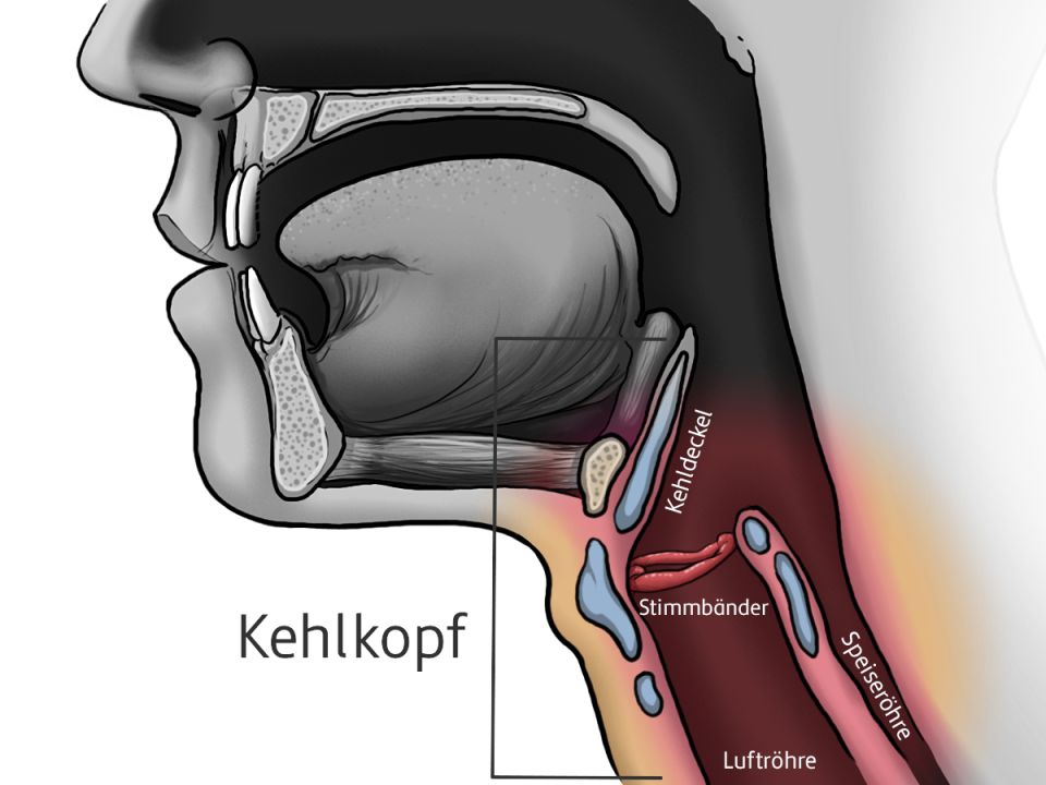 Grafische Darstellungen eines menschlichen Kehlkopfes von der Seite, mit farbiger Einzeichnung und Beschriftung von allen relevanten Teilen.