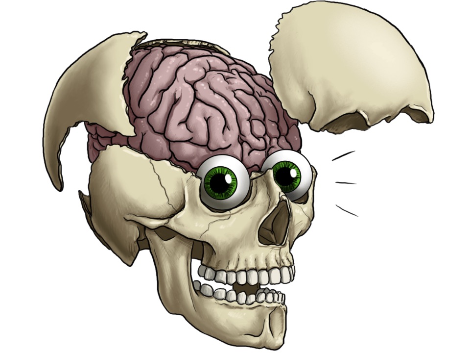 Versimpelte Illustration eines aufgebrochenen menschlichen Schädels, so dass die Form des Gehirns sichtbar ist. Die Augen sehen einen an.