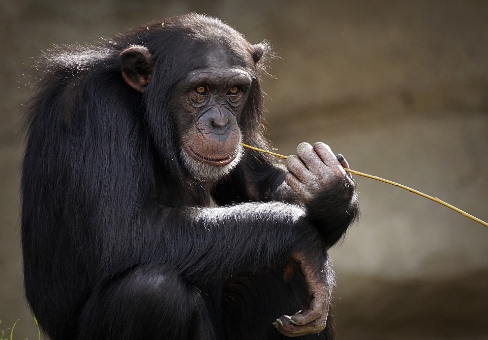 Foto von einem dicht behaarten Affen bzw. Schimpansen, mit dunklen Haaren, der einen Grashalm hält und diesen im Mund hat.