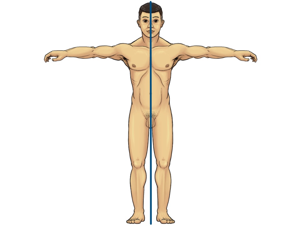 Illustration eines männlichen, nackten, weißen Menschen. Beide Arme waagerecht voneinander gestreckt. In der Mitte ist ein senkrechter Strich eingezeichnet, um seine beiden symmetrischen Körperhälften zu kennzeichnen.