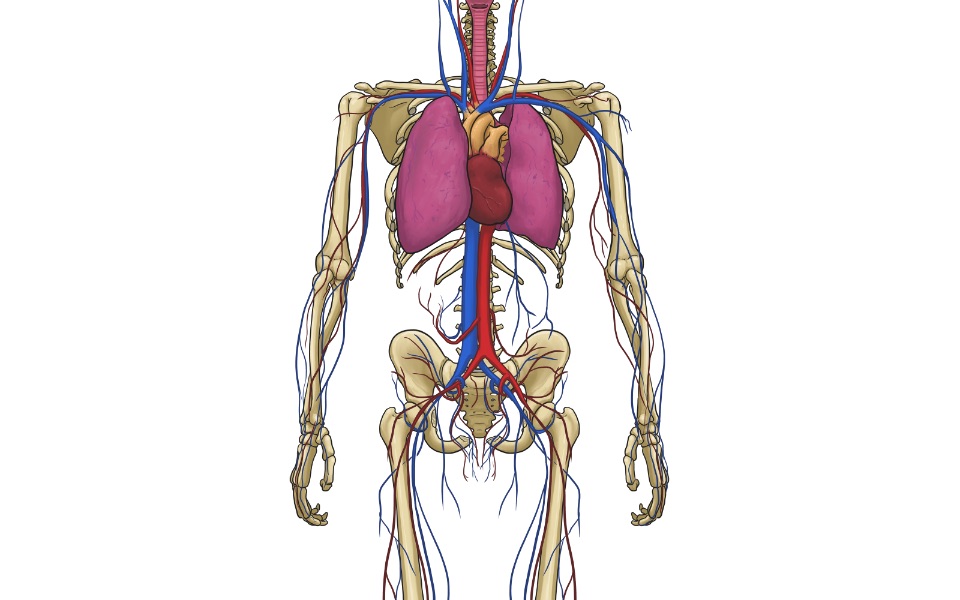 Illustration des menschlichen Blutkreislauf mit Lunge, Herz und den Blutgefäßen anhand einer Skizze des männlichen Skeletts