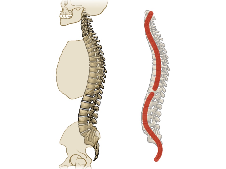 Doppel-S-Form der Wirbelsäule - grafisch dargestellt anhand Skelett von der Seite und Wirbelsäule mit roter Markierung.