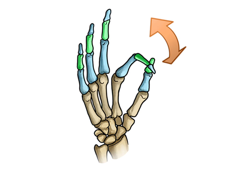 Grafisch dargestelltes Handgelenk, mittlere Fingergelenke und Endgelenke in blau und grün eingefärbt. Die mittleren Fingergelenke und die Endgelenke der Finger sind Scharniergelenke.