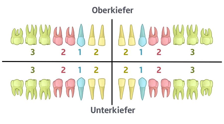 Die Zahnformel des Dauergebisses