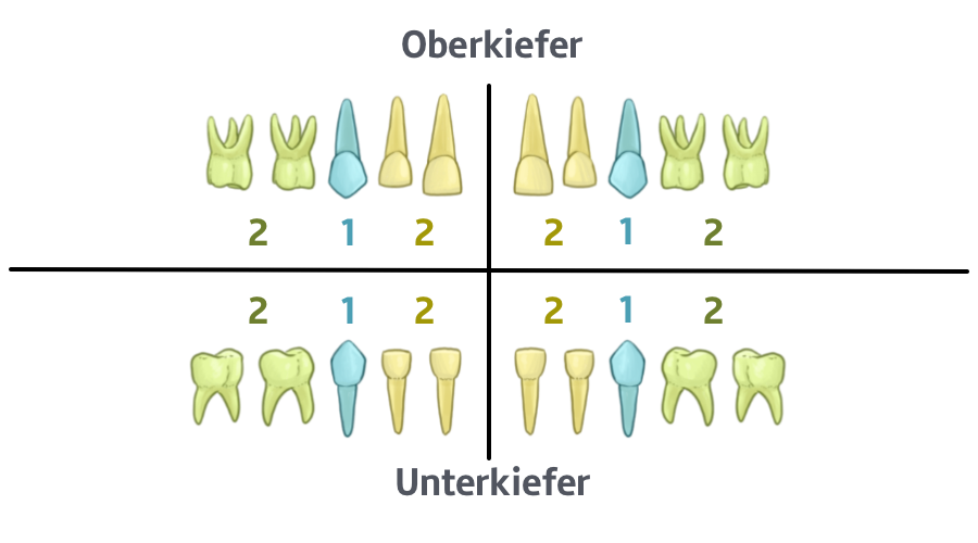 Die Zahnformel des Milchgebisses