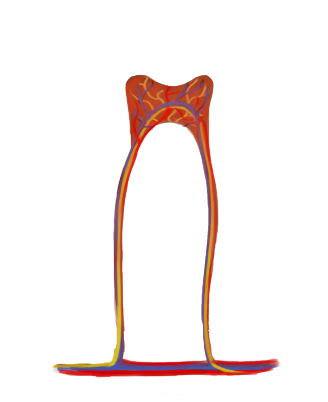 Zahnhöhle
