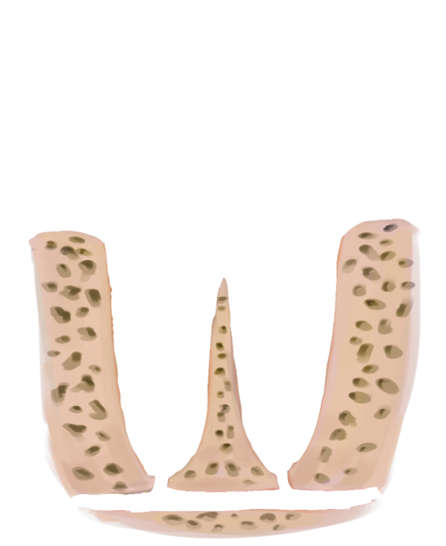 Kieferknochen
