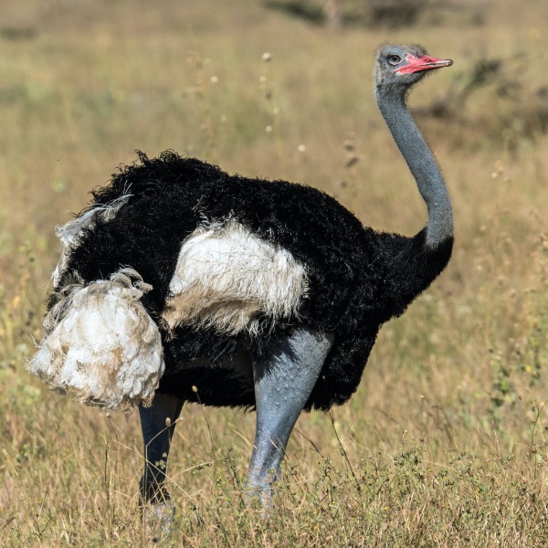 Afrikanischer Strauß