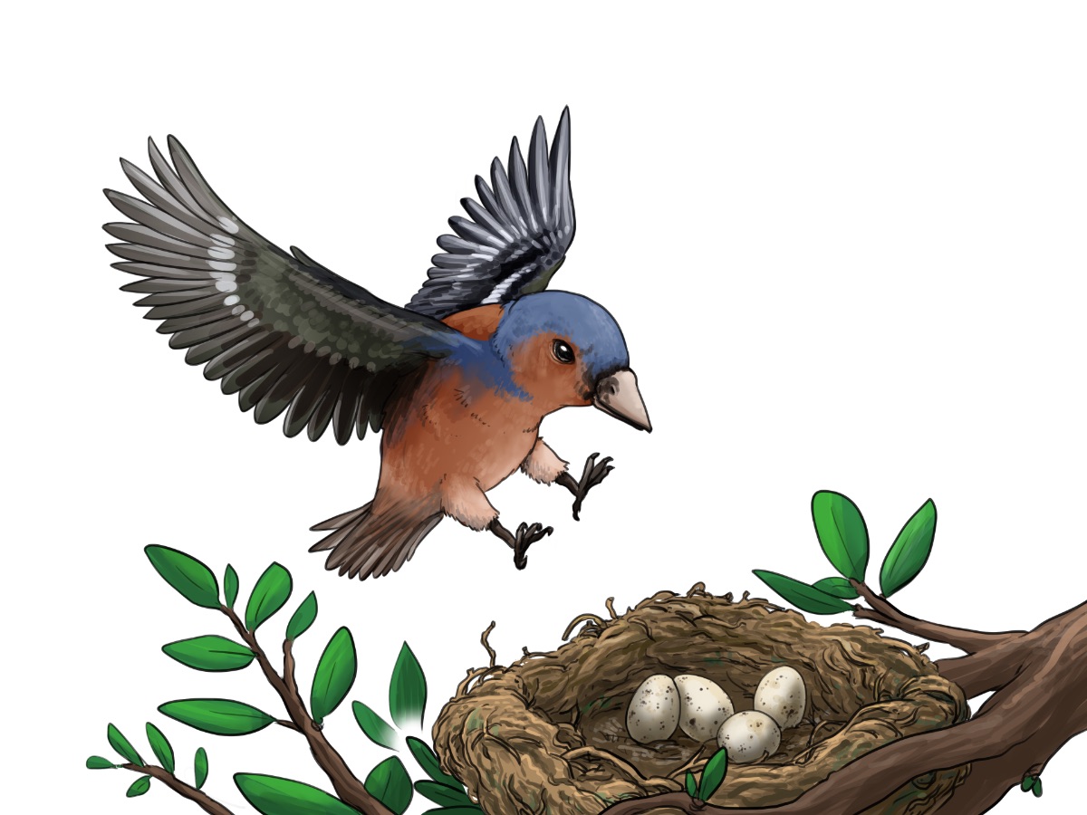 Ein Vogel landet mit ausgebreiteten Flügeln in seinem Nest, in dem vier Eier liegen.