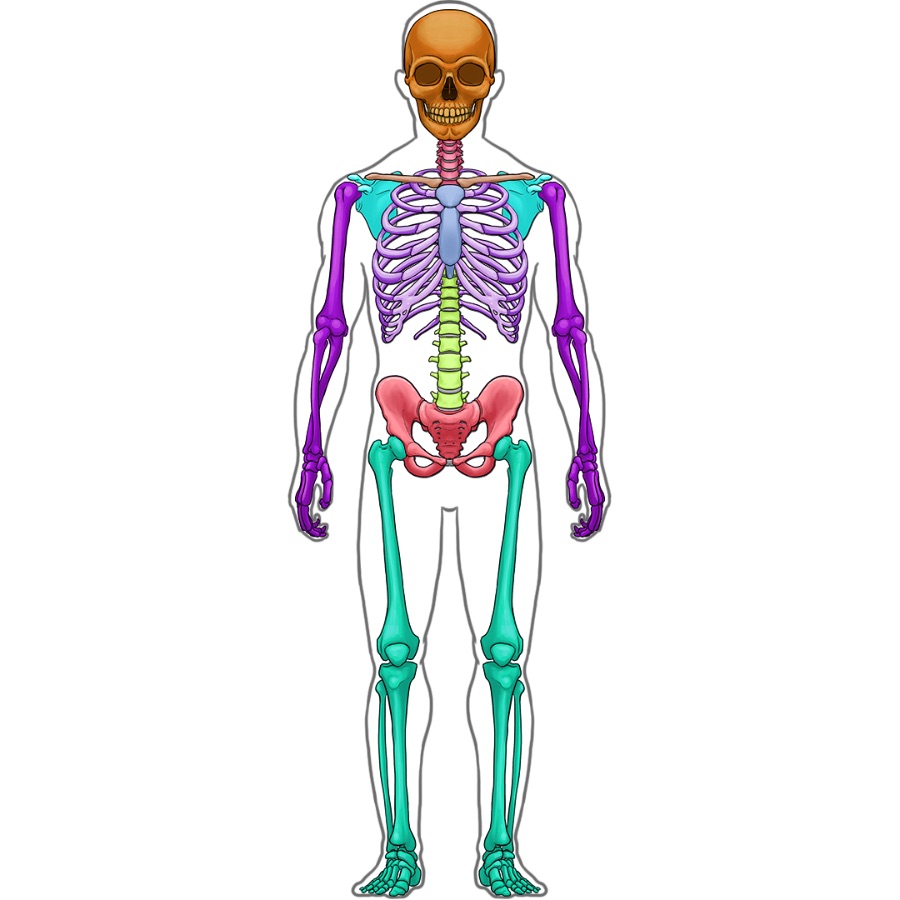 Menschenskelett mit Schädel, Halswirbel, Schlüsselbein, Brustbein, Rippen, Becken, Händen und Füßen.
