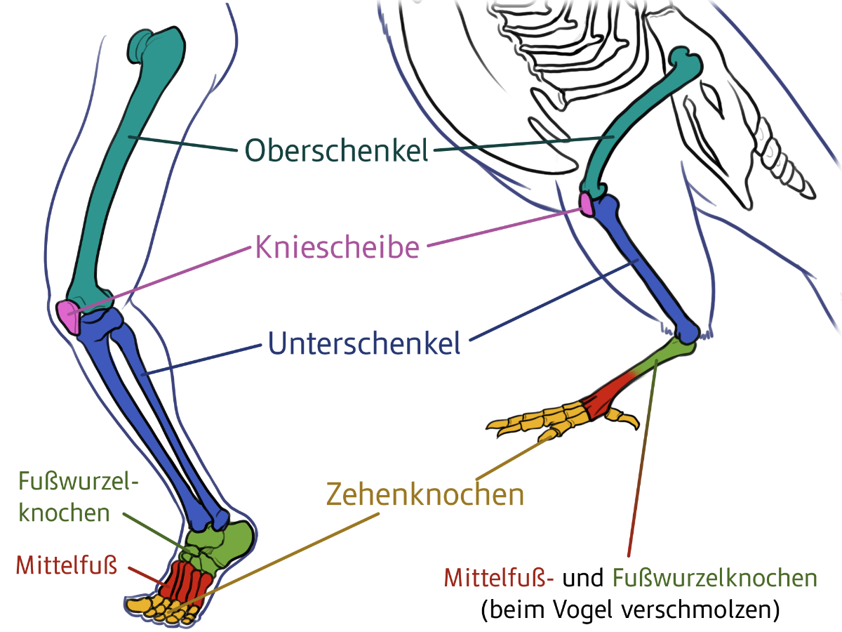 Vergleich des Skeletts eines Vogellaufs und eines menschlichen Fußes
