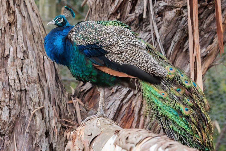 Männlicher Pfau mit seinen prächtigen blauen und grünen Federn.