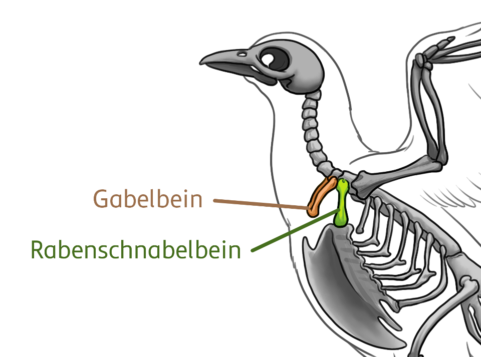 Der Schultergürtel aus Gabelbein (Schlüsselbein beim Menschen) und Rabenschnabelbein eines Vogels hält das Brustbein in Position.