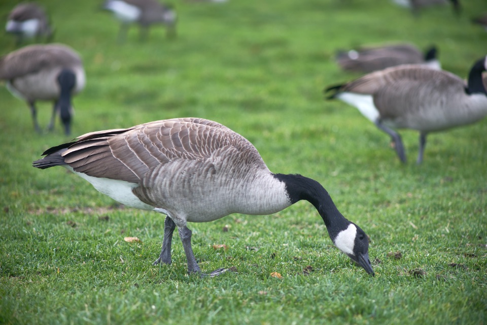 Kanadagans sucht im Gras nach Futter