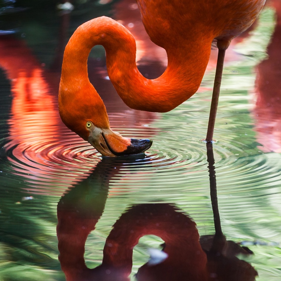 Flamingo (Seihschnabel)
