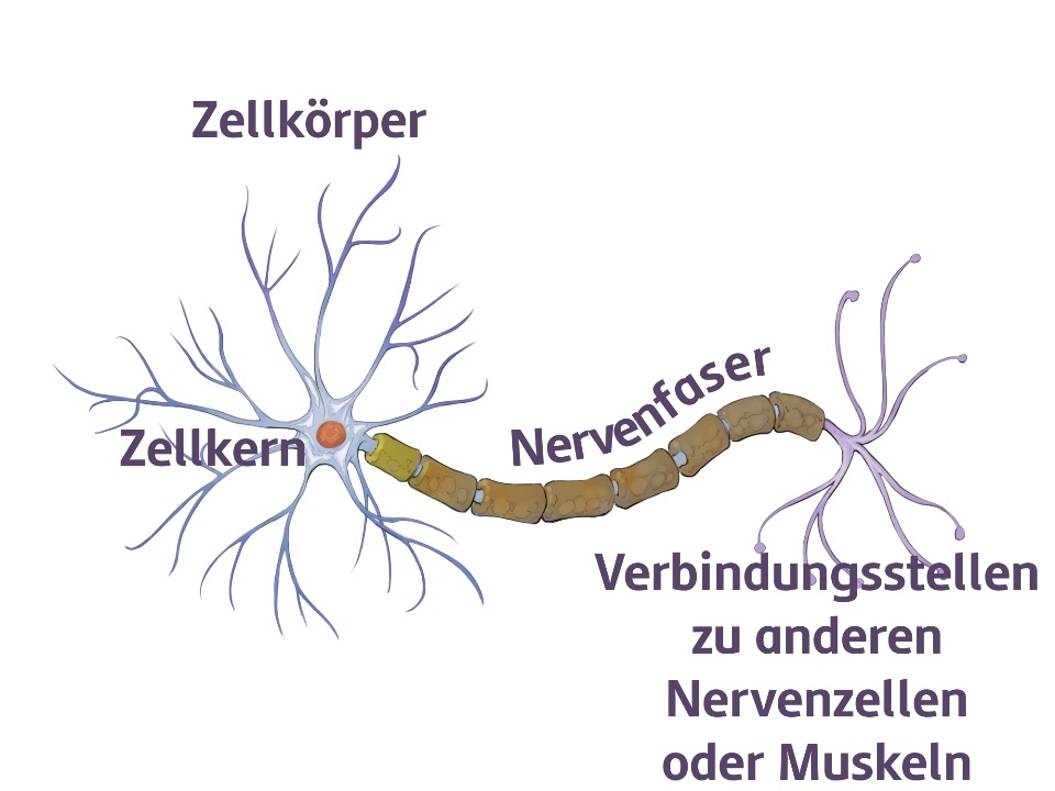 Zellkörper, Verbindungstellen zu anderen Nervenzellen oder Muskeln und Nervenfaser