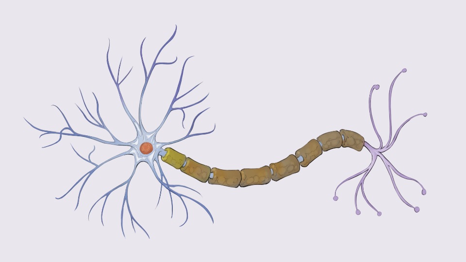 Nervensystem | Biologie | SchuBu