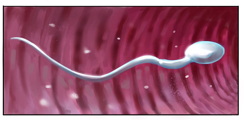 Illustration eines Spermiums in weiß auf rotem Hintergrund. Eine Samenzelle besteht aus einem runden Kopf und einem dünnen Schwänzchen.