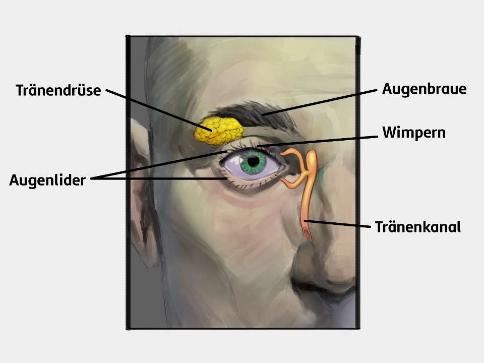 Ein menschliches Auge mit Augenlidern unter und über dem Augapfel. Auf den Lidern befinden sich Wimpern. Über dem Auge liegen die Augenbraunen. Man sieht die Tränendrüse, die in etwa hinter der äußeren Spitze der Augenbraunen liegt. Der Tränenkanal veräuft vom inneren Bereich des Auges Richtung Nase.