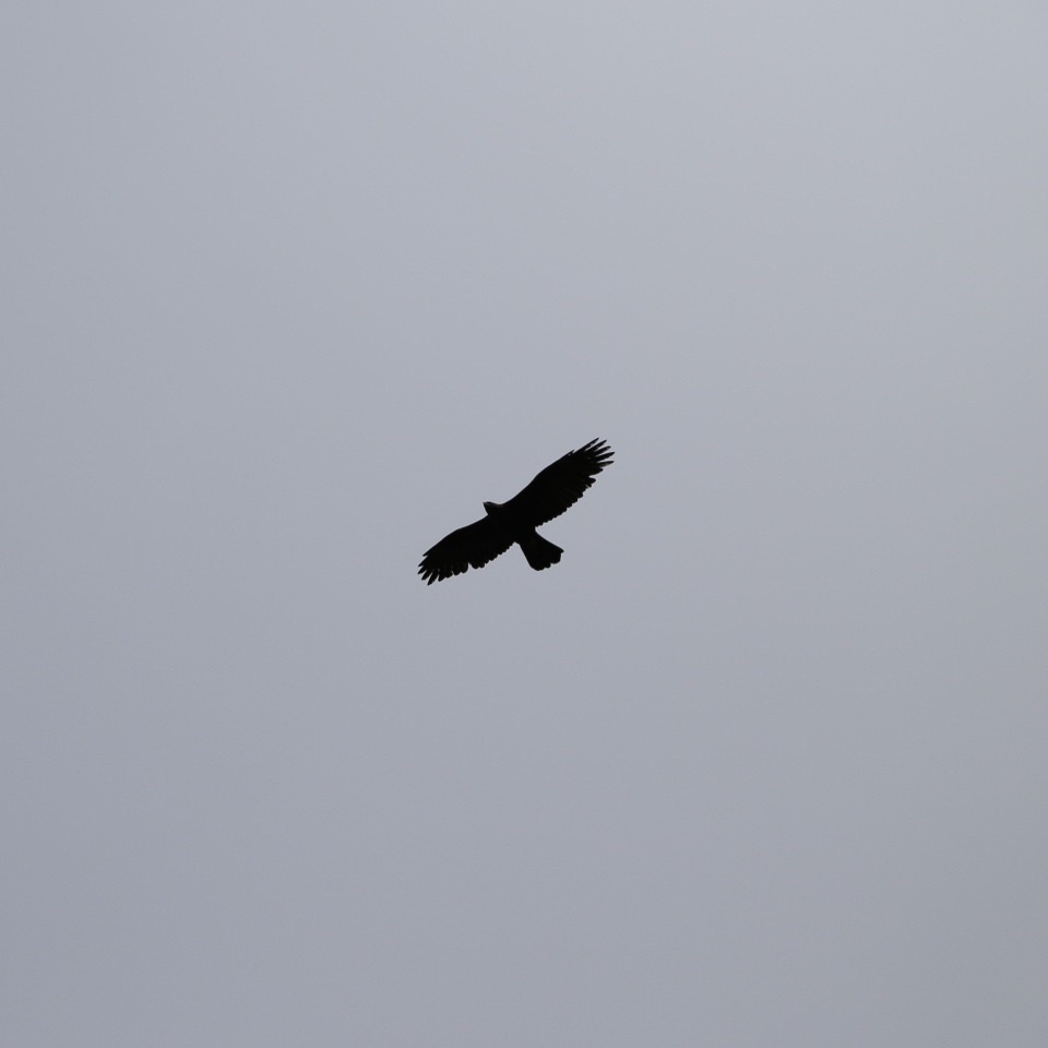 Flugbild eines Steinadlers