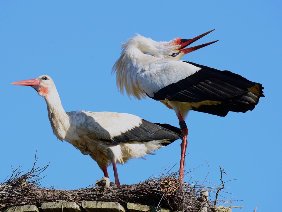 Klappernder Storch