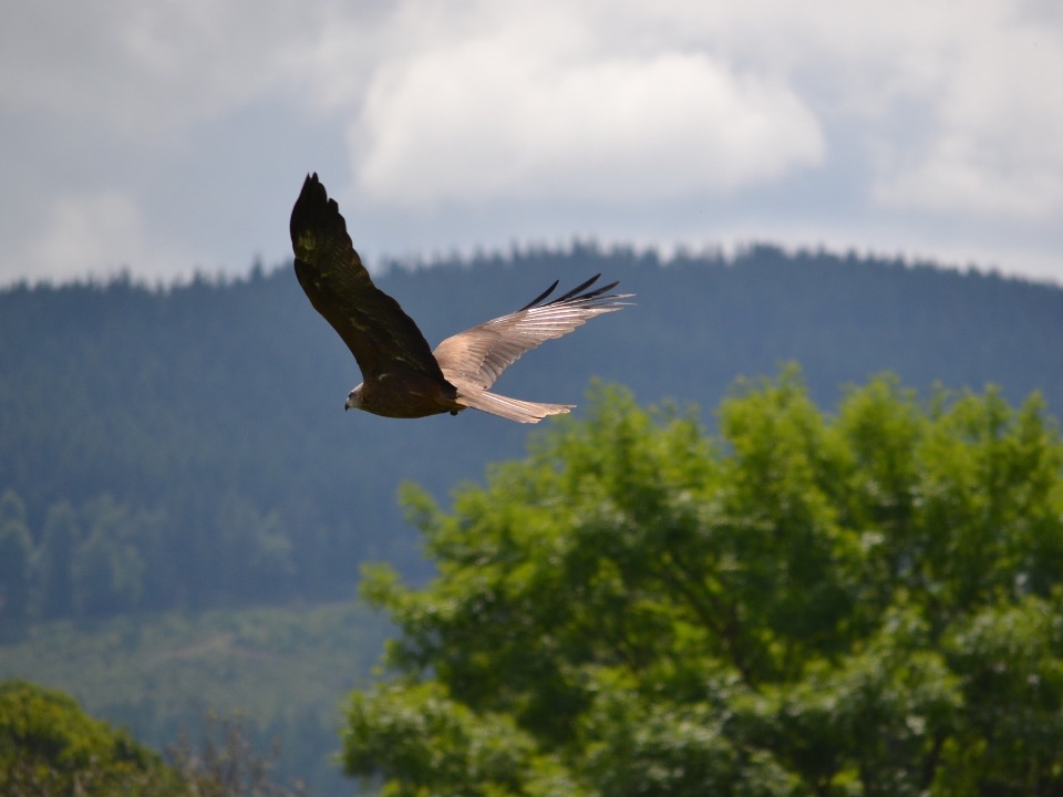 Steinadler haben eine Flügelspannweite von bis zu 2,5 m.
