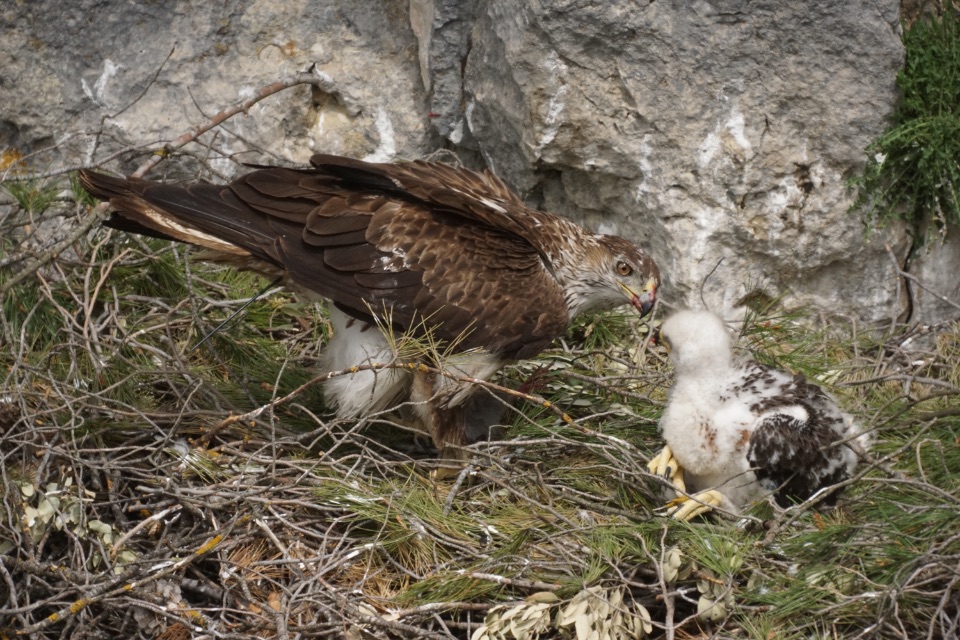 Steinadler mit Jungtier im Horst