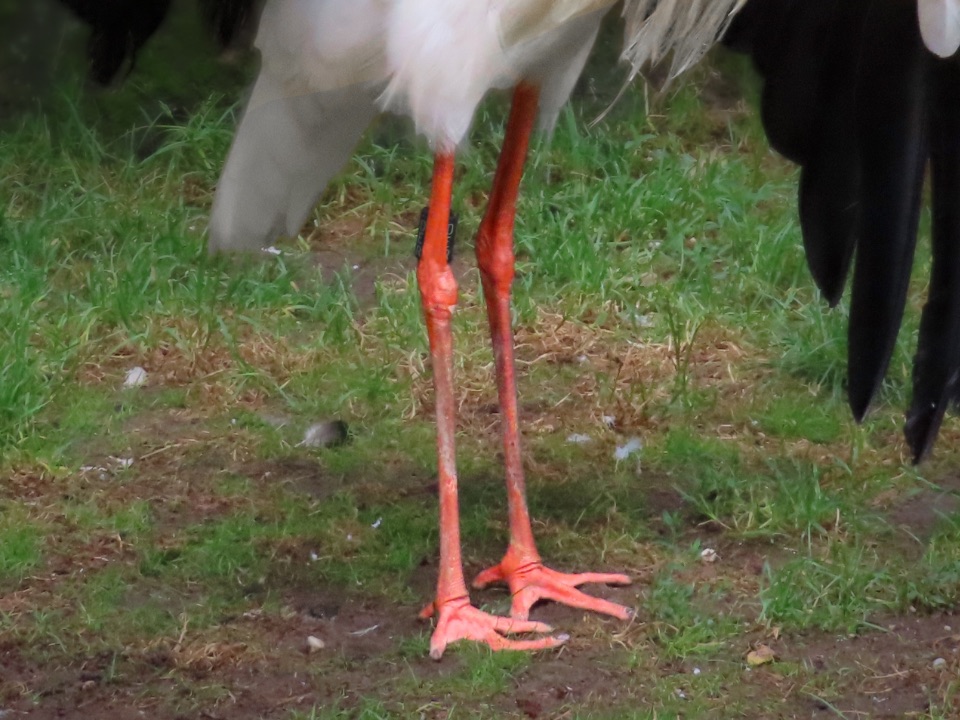 Weißstörche haben lange Stelzbeine.