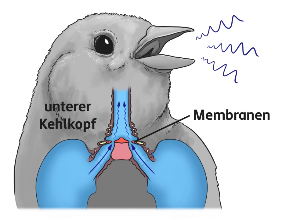 Lautbildung im Stimmkopf eines Vogels