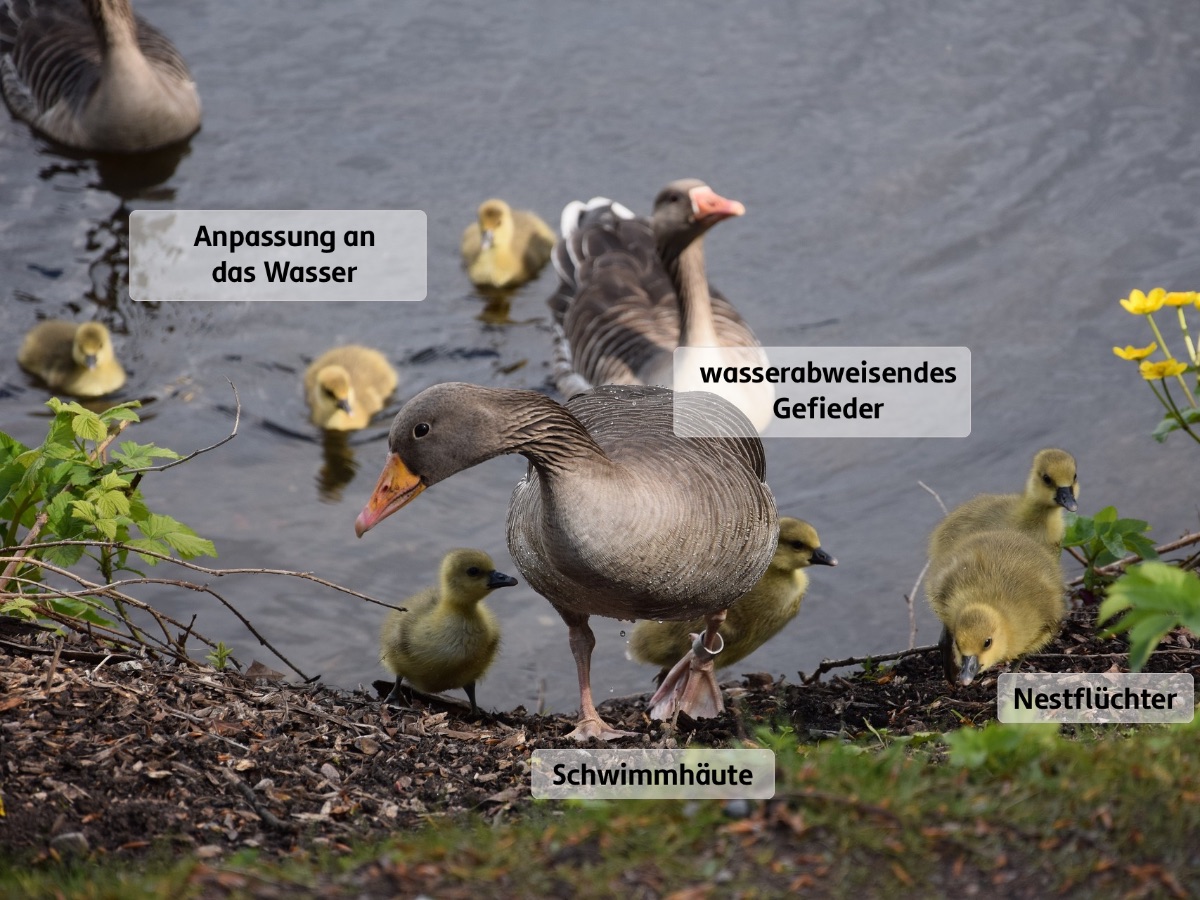 Vögel als Haustiere | Biologie | SchuBu Vögel als Haustiere | Biologie | SchuBu
