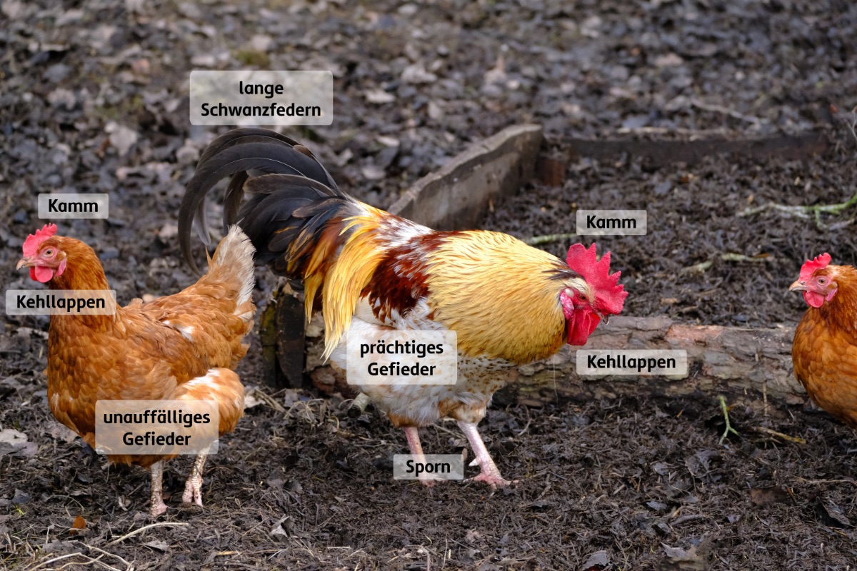 Vögel als Haustiere | Biologie | SchuBu