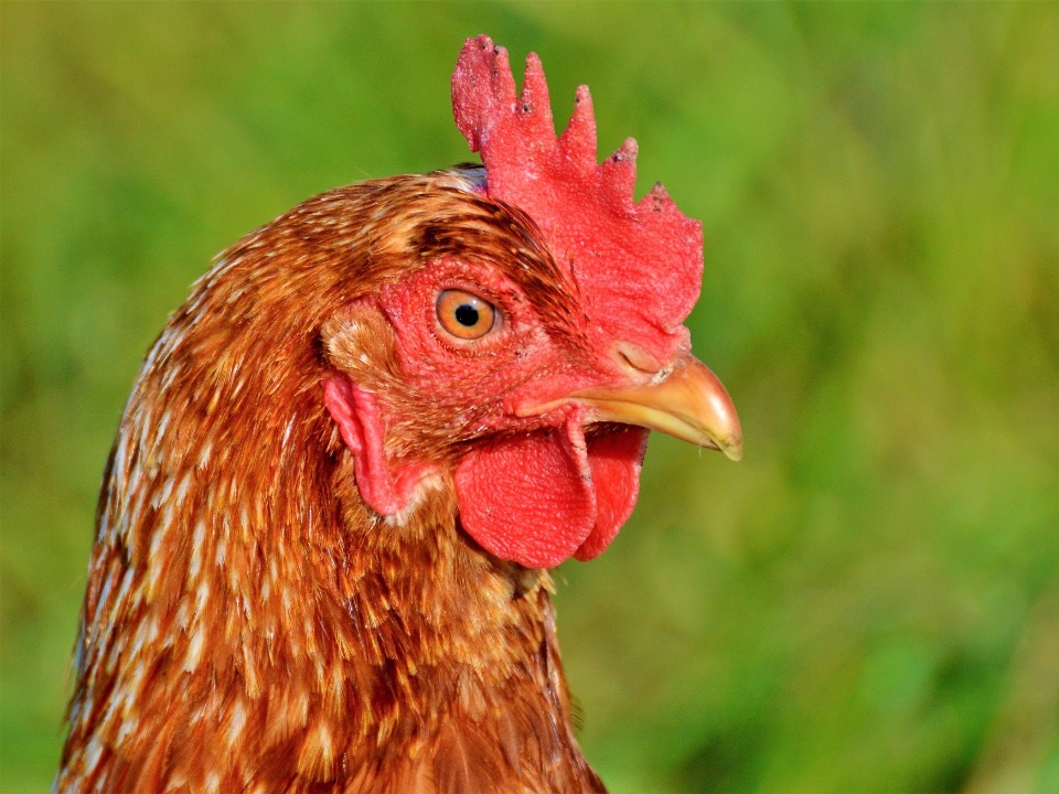 Die Augen der Henne liegen seitlich am Kopf und ihre Ohrscheiben sind befiedert. Außerdem hat sie einen feinfühligen und durchaus scharfen Schnabel.