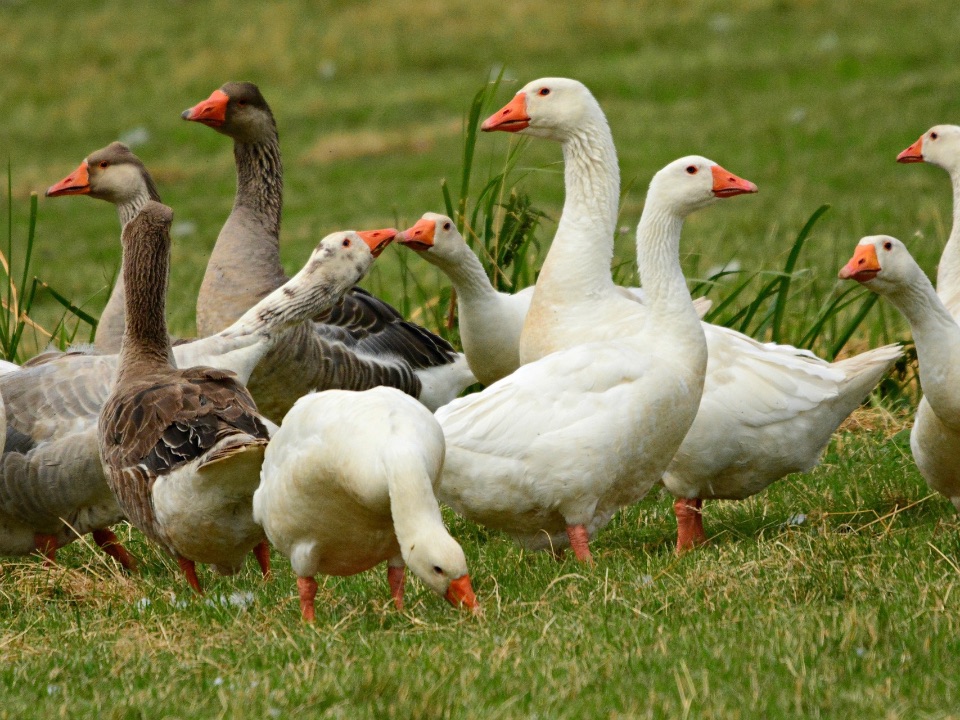 Weidende Gänse