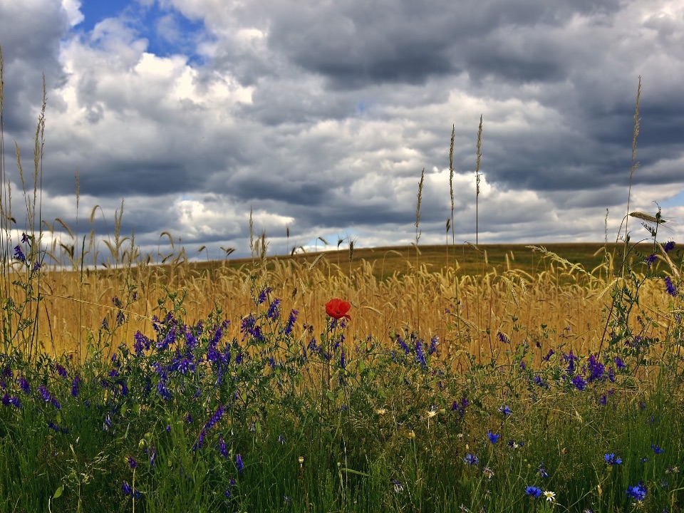 Artenreicher Feldrain mit vielen wilden Blumen und Gräsern