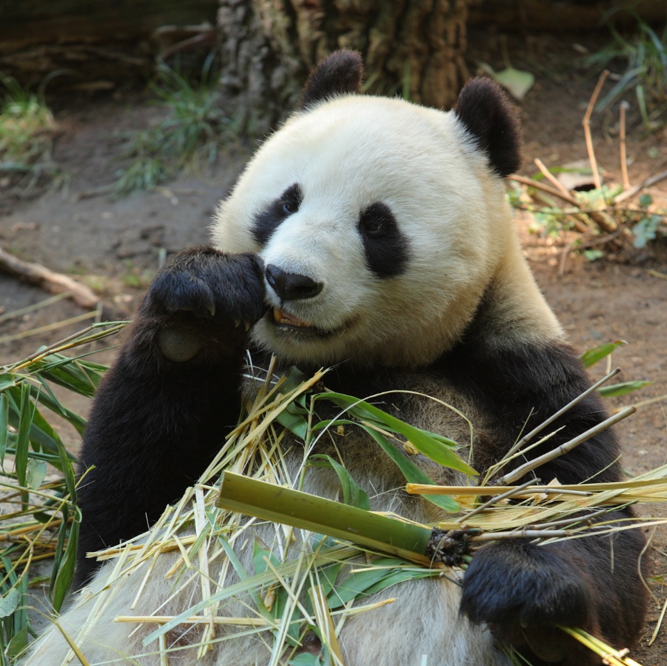 Ein Großer Panda kaut an Bambus.